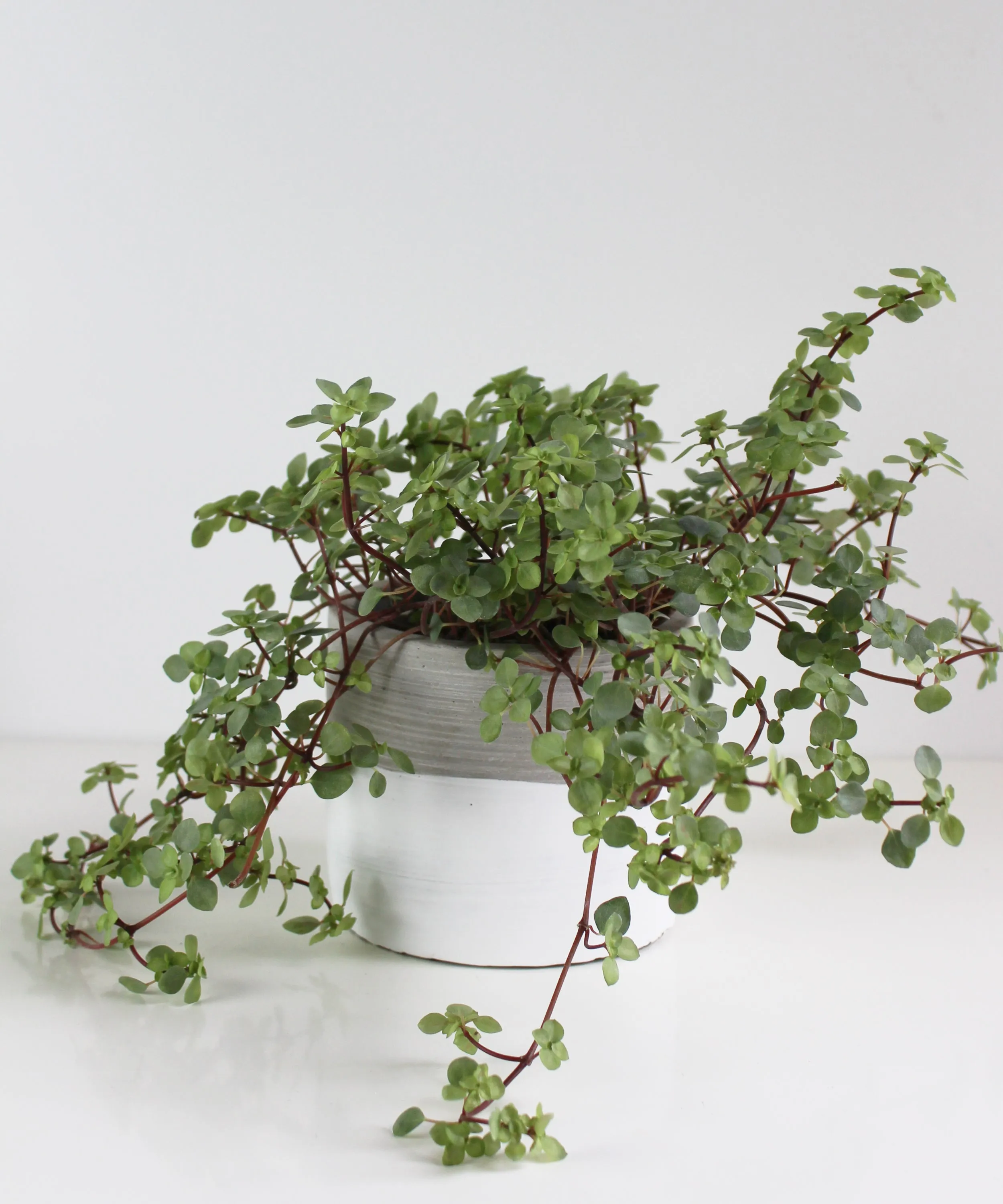 Dipped Ridge Cement Planter