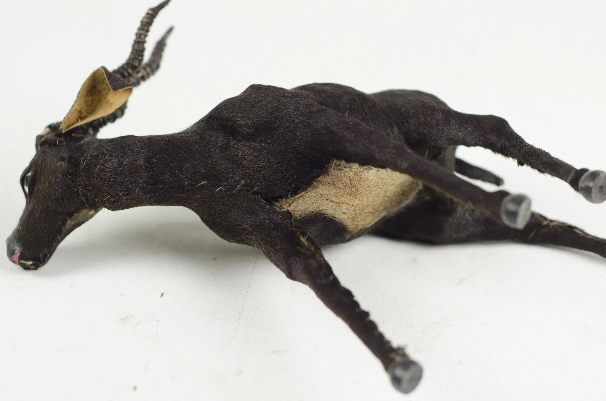 Miniature Taxidermy Antelope