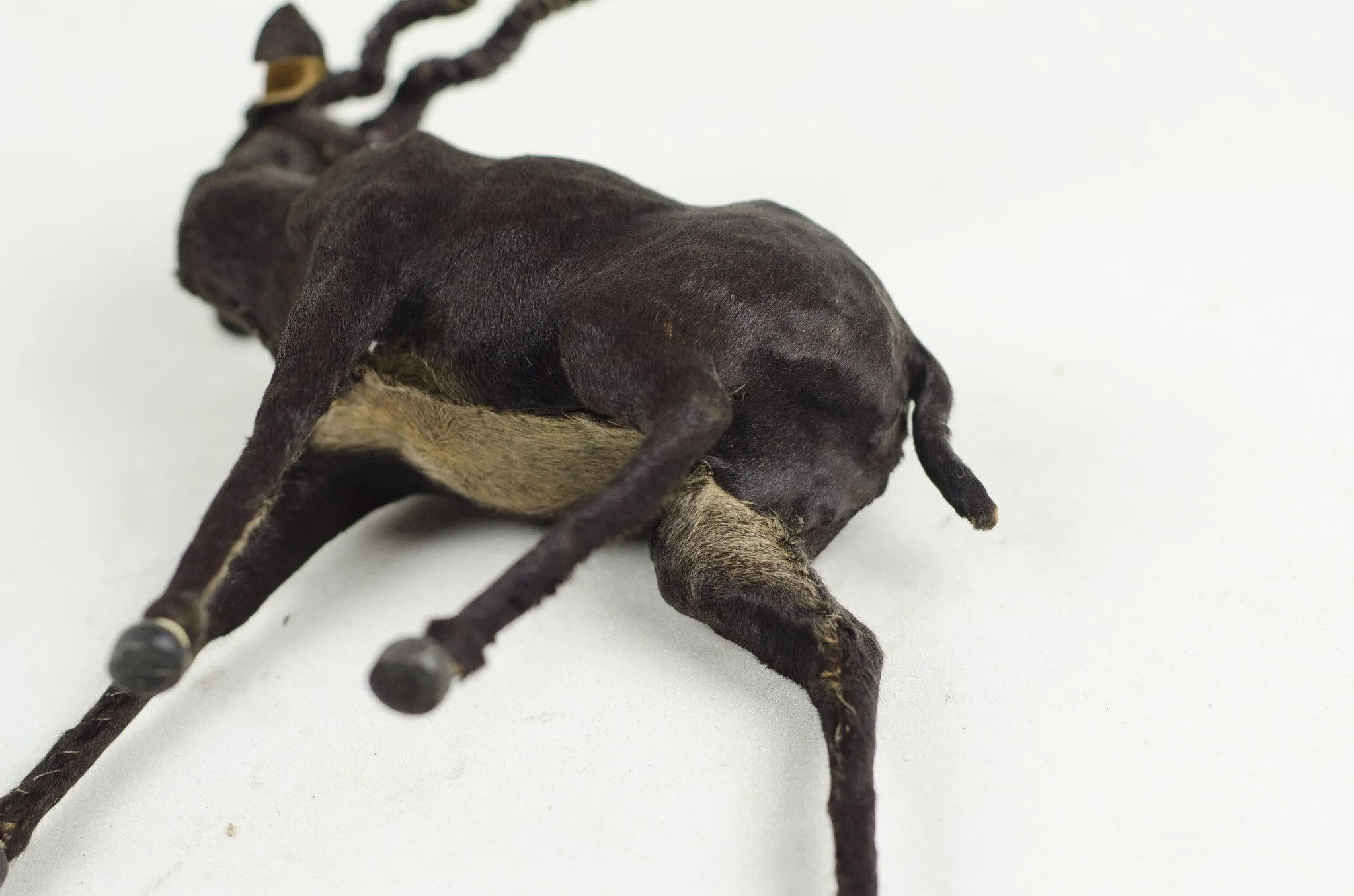 Miniature Taxidermy Antelope