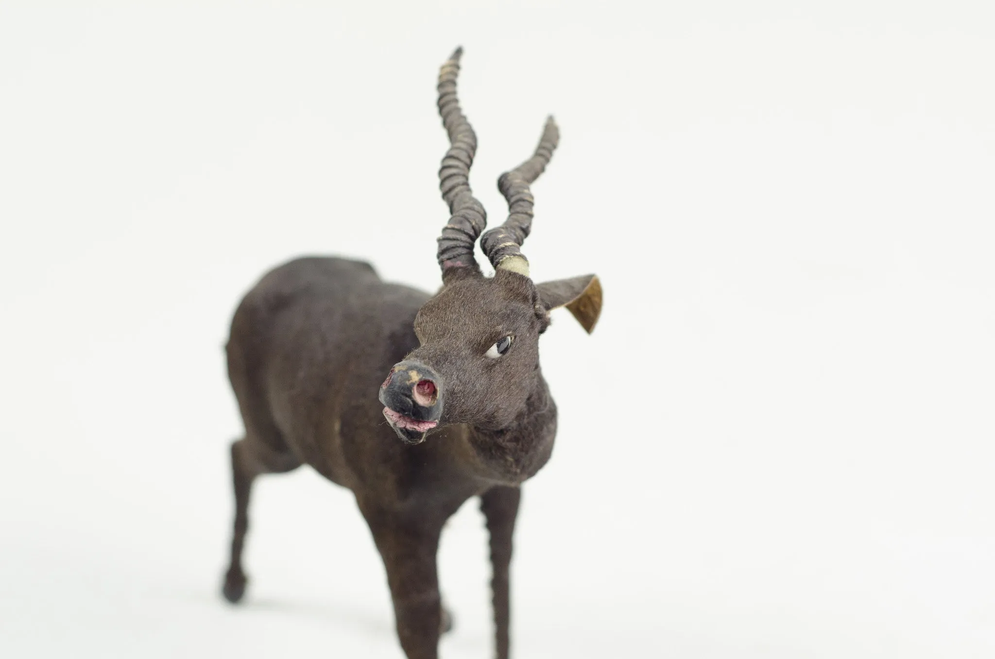 Miniature Taxidermy Antelope