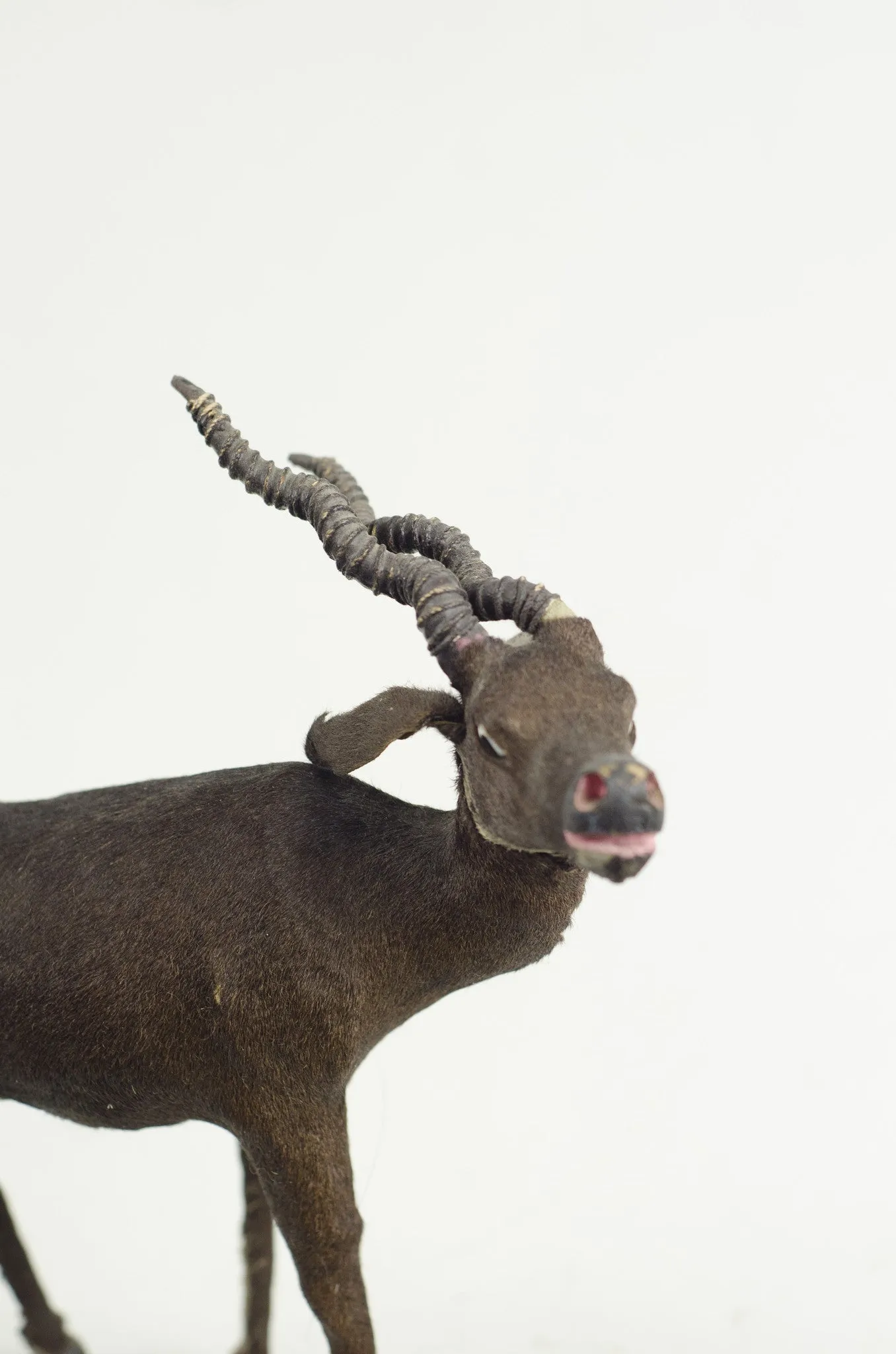 Miniature Taxidermy Antelope