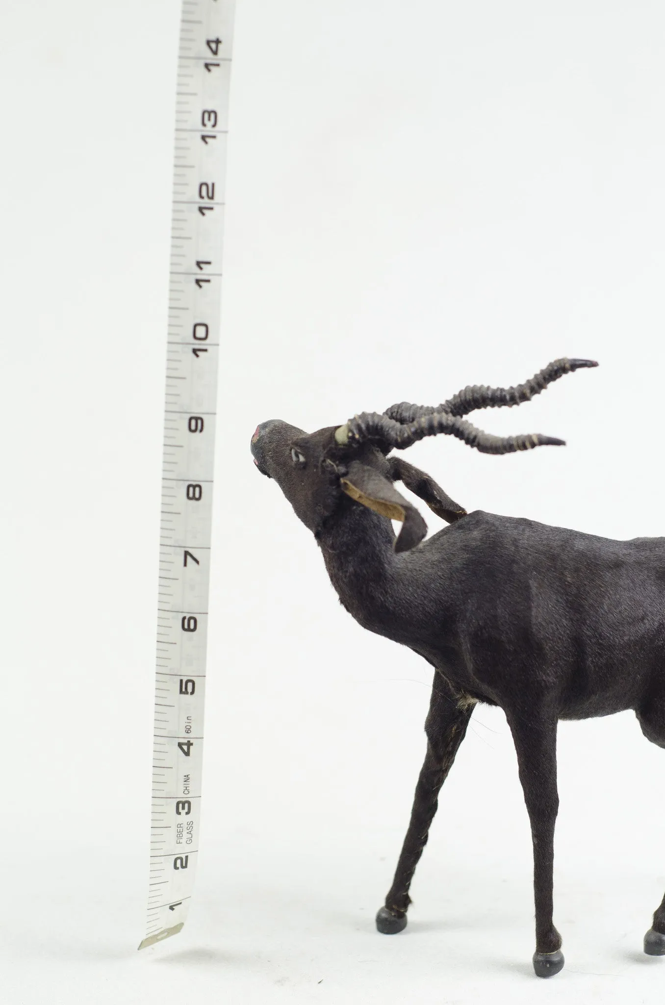 Miniature Taxidermy Antelope